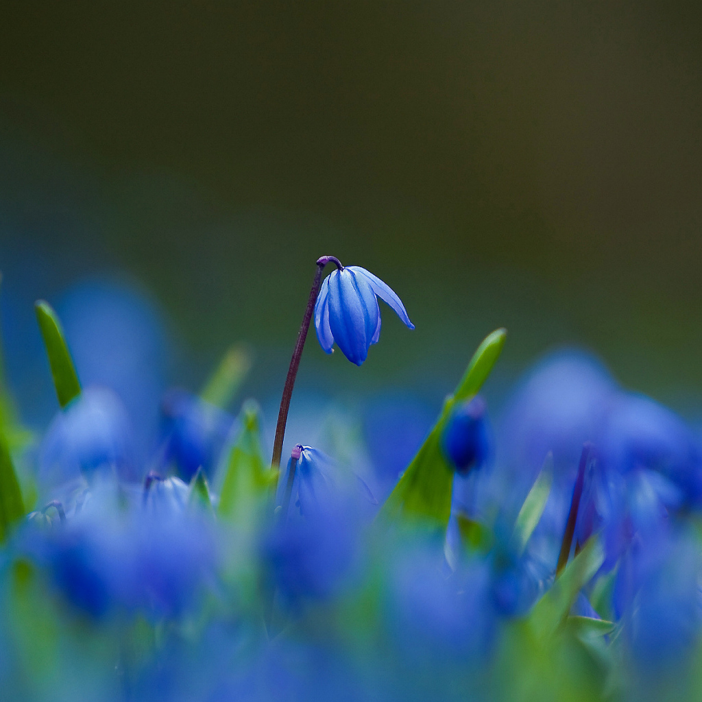 Цветы синие пролески