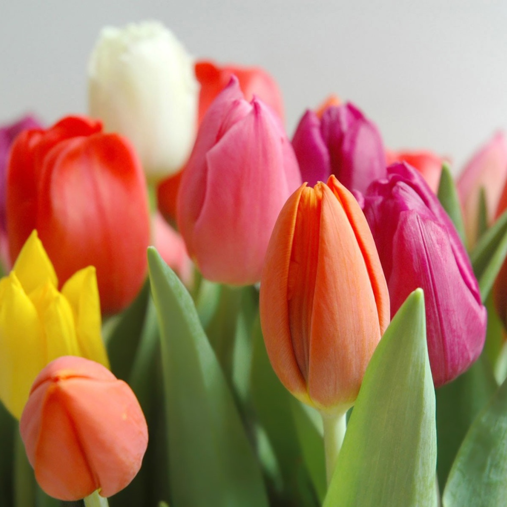 Весенние разноцветные тюльпаны