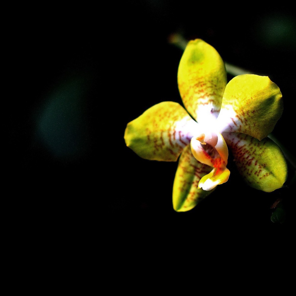 Желтая орхидея на черном фоне