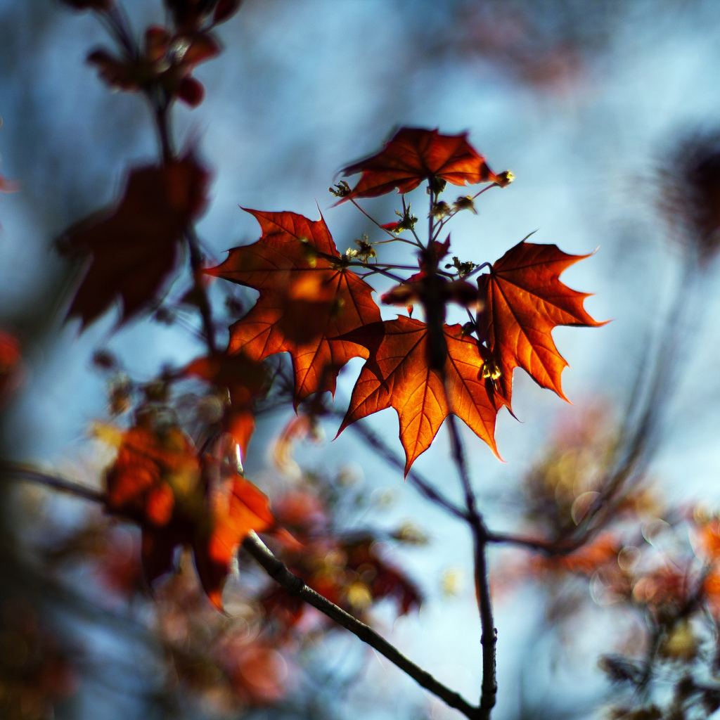 Ветка с красными листьями