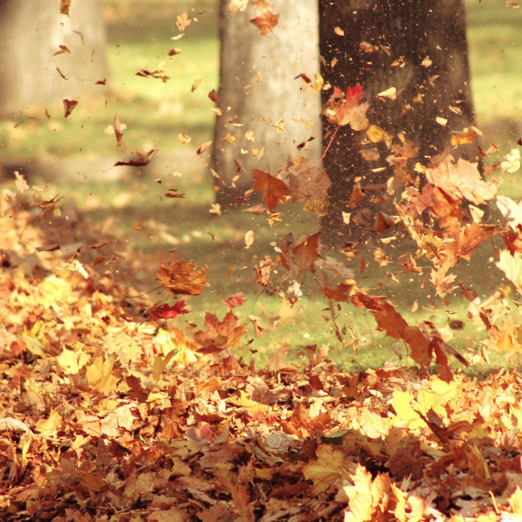Ветер раздувает листья