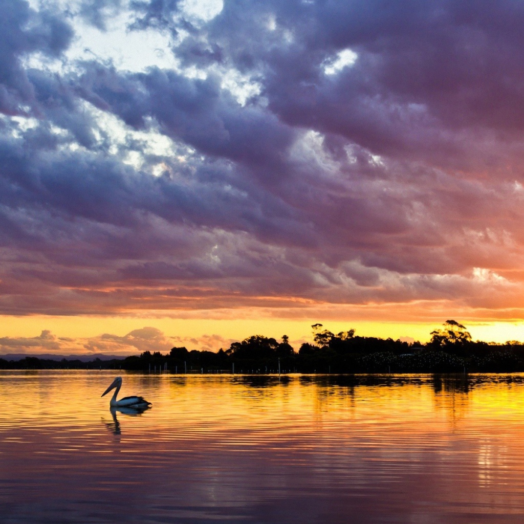 Закат над озером с птицей