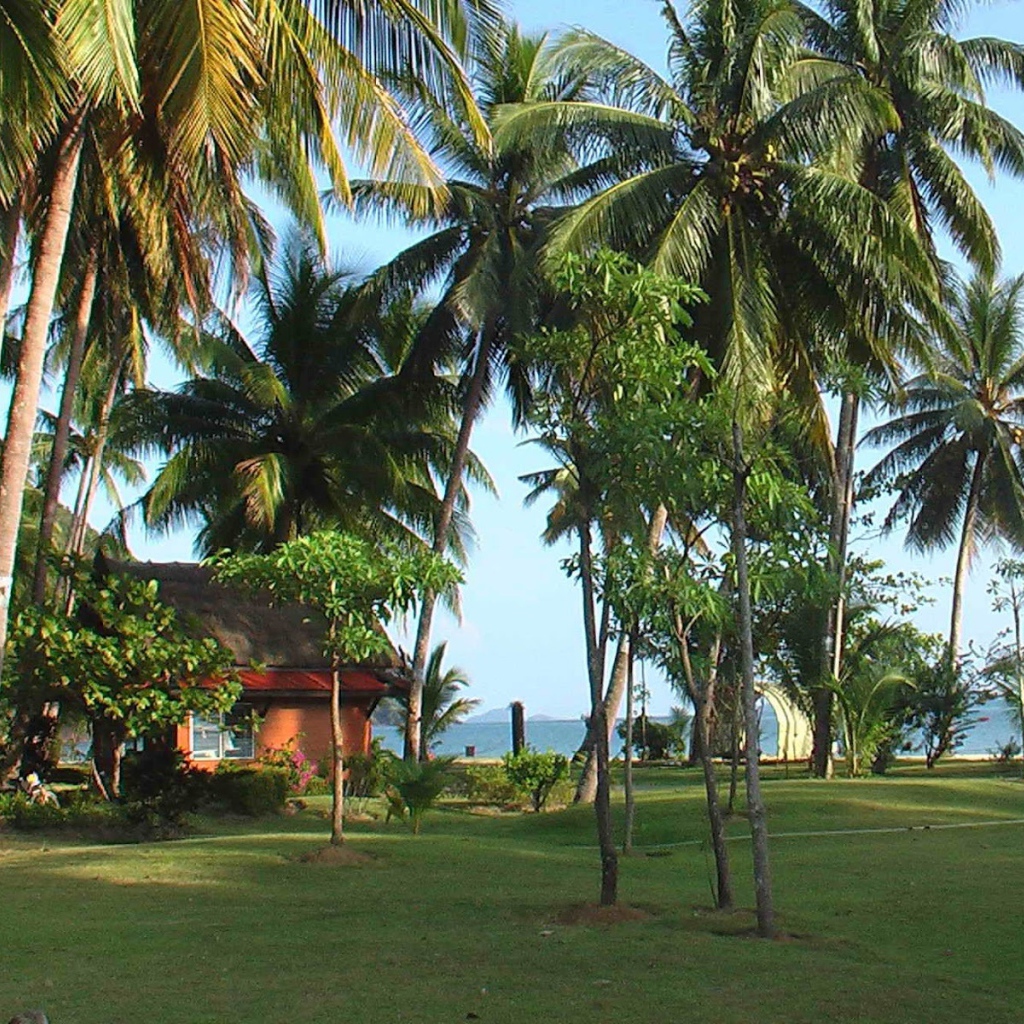 Пальмы на побережье на острове Чанг, Таиланд