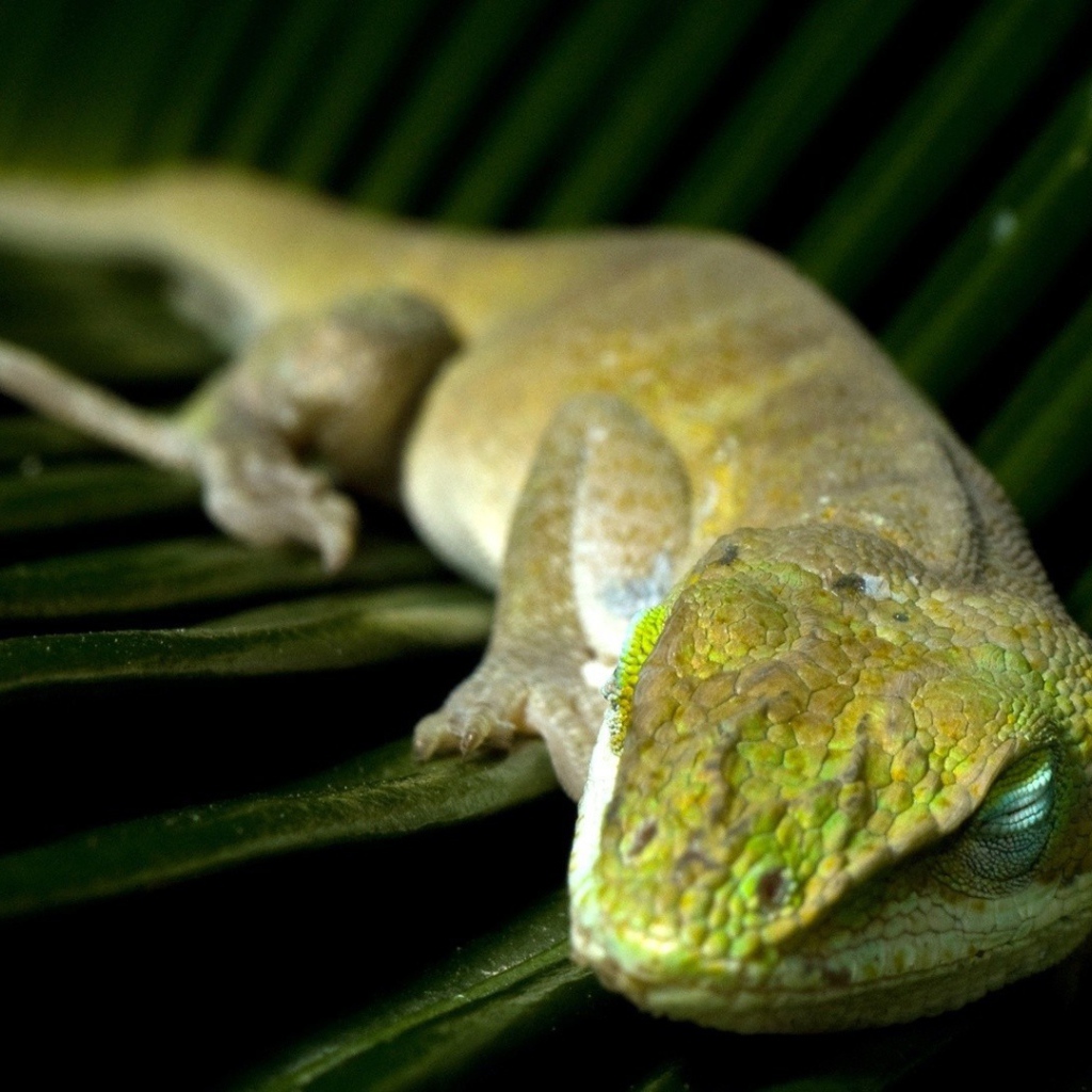 Зеленая ящерица спит на большом листе