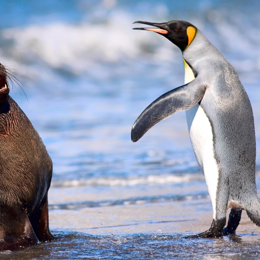 Кергеленский морской котик и королевский пингвин