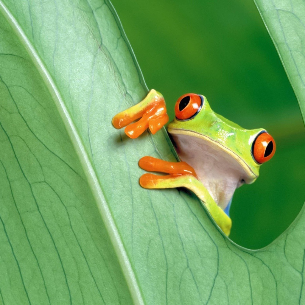 Красноглазая лягушка за зеленым листом