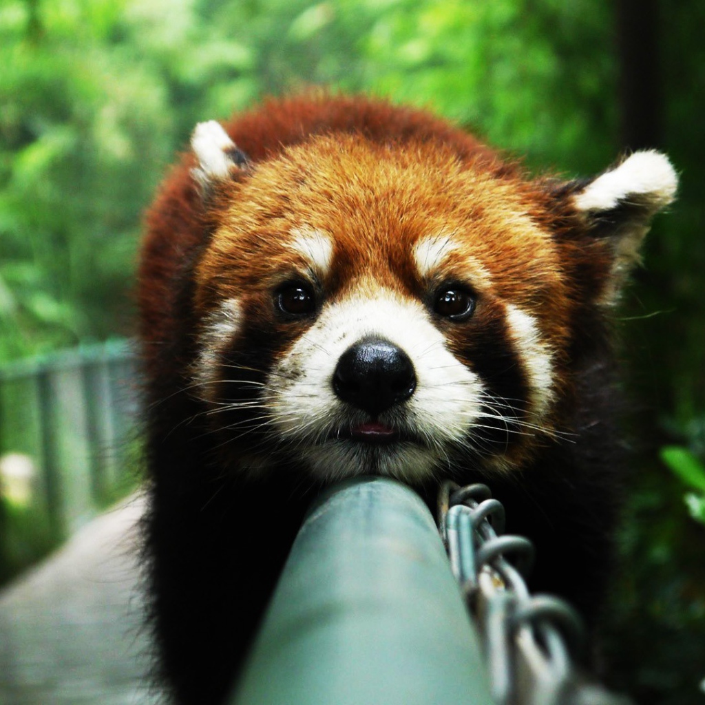 Красная панда на заборе