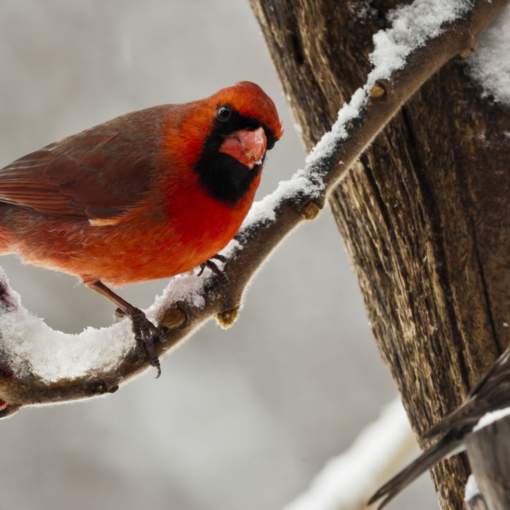 Птица красный кардинал зимой