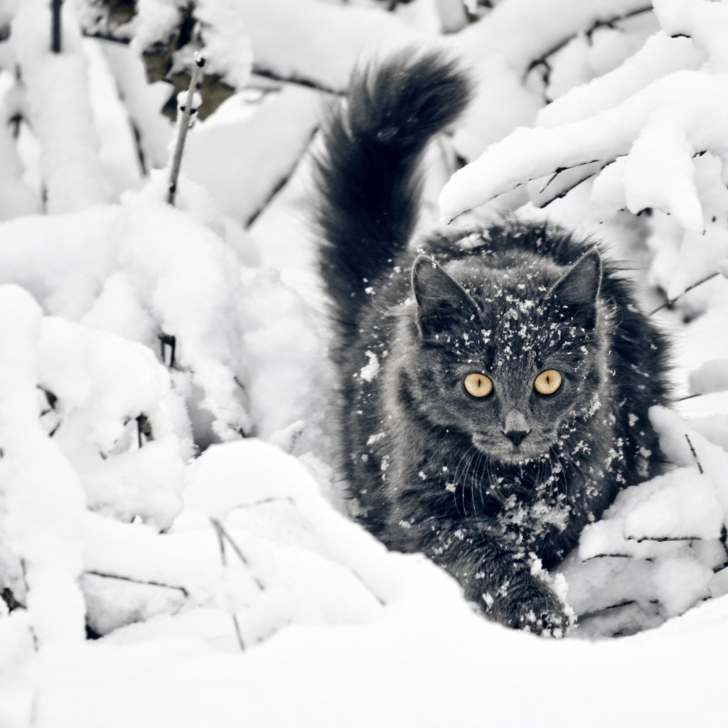 Кот среди покрытых снегом веток