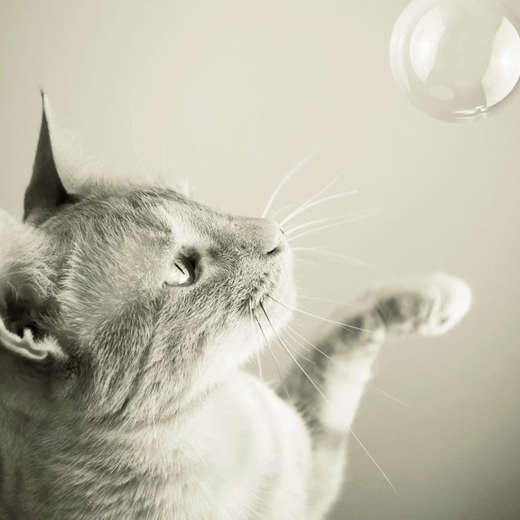 Кот ловит мыльный пузырь