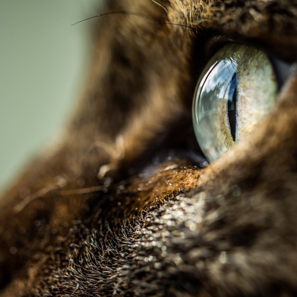 Глаз кота крупным планом