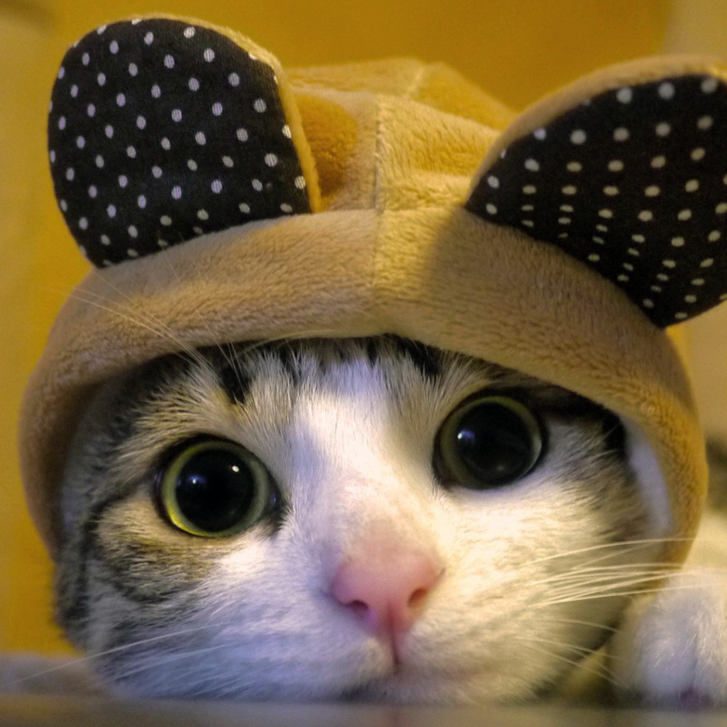Кот в костюме с ушами