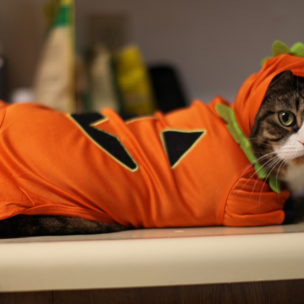 Кот в оранжевой одежде