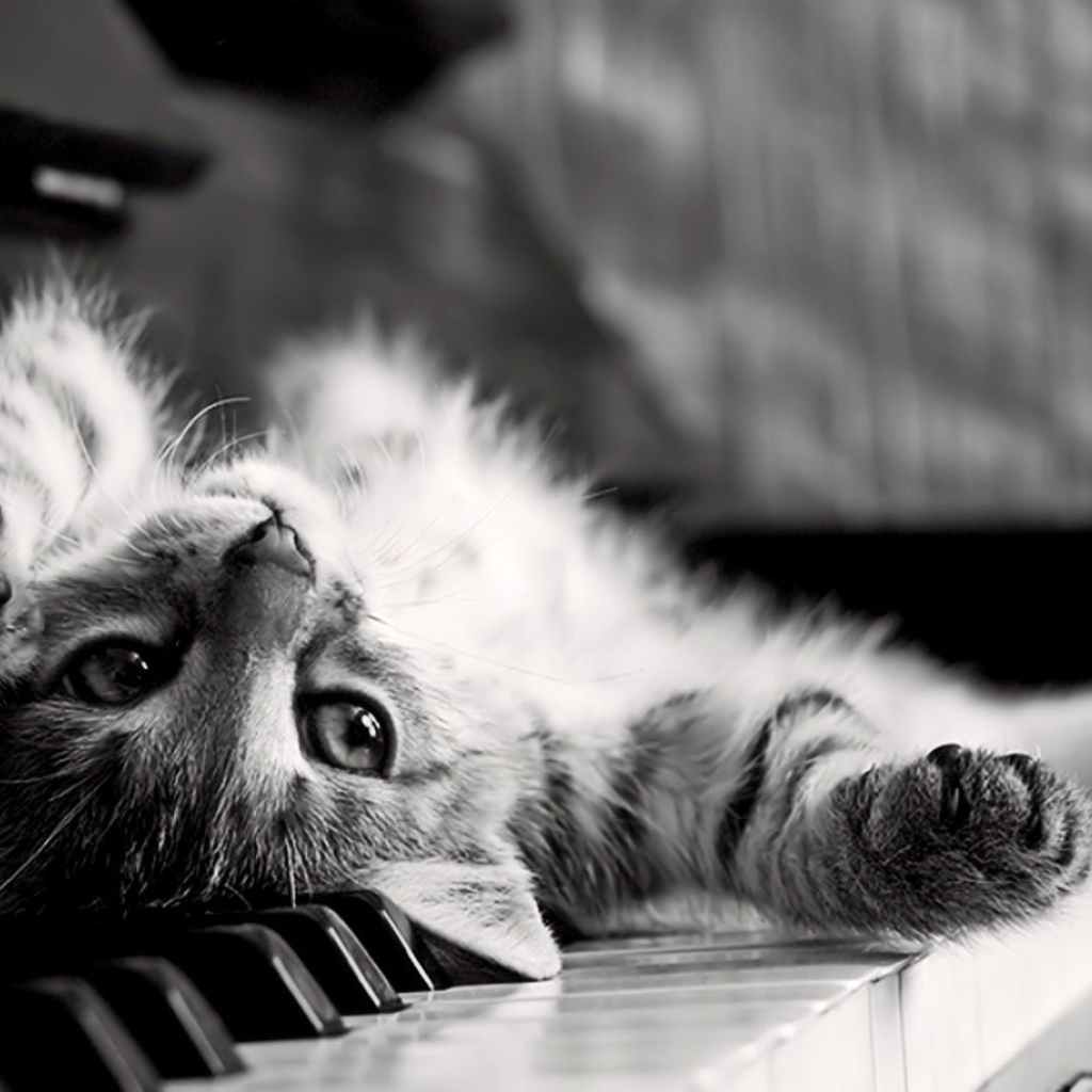 Кот лежит спиной на клавишах пианино