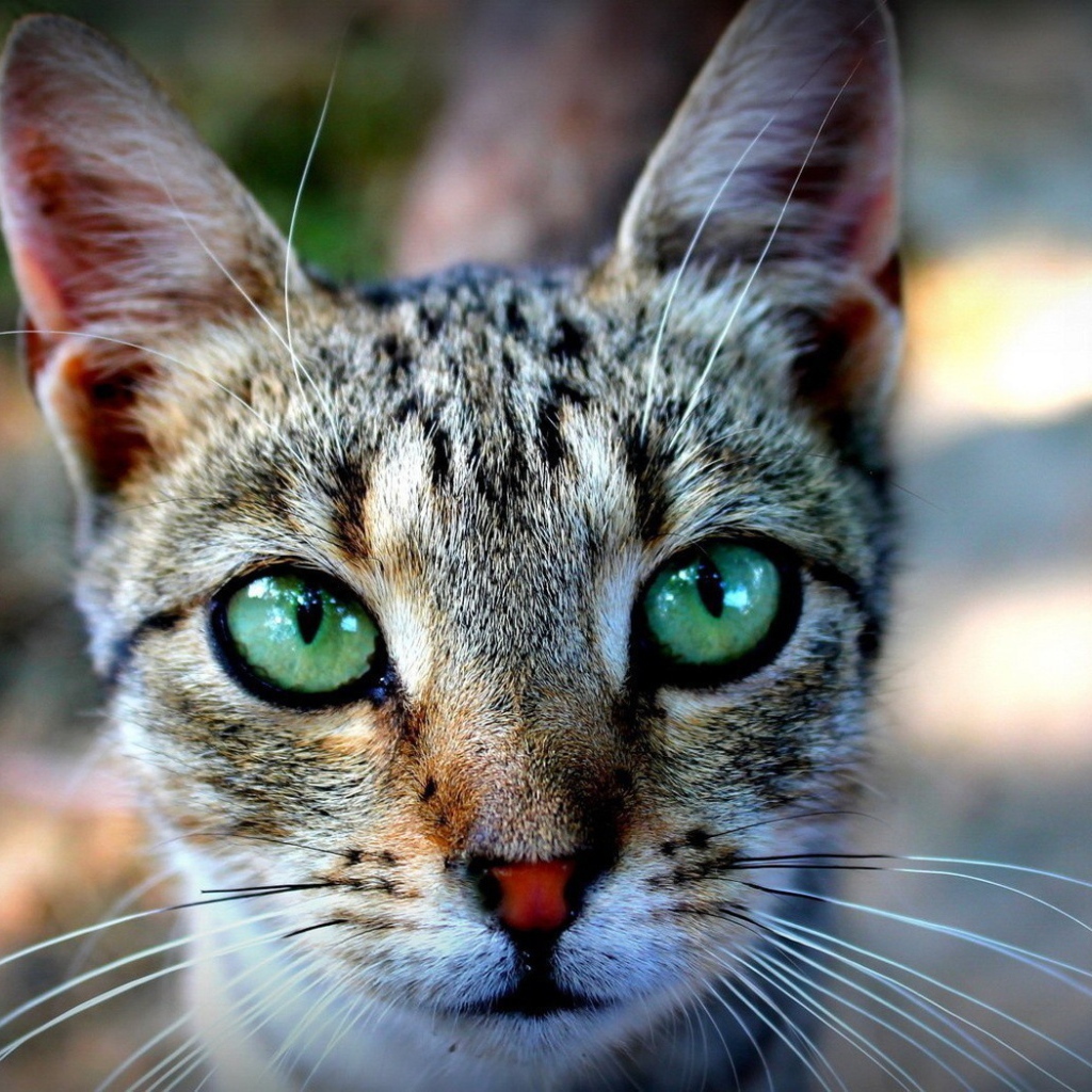 Выразительные зеленые глаза у кошки