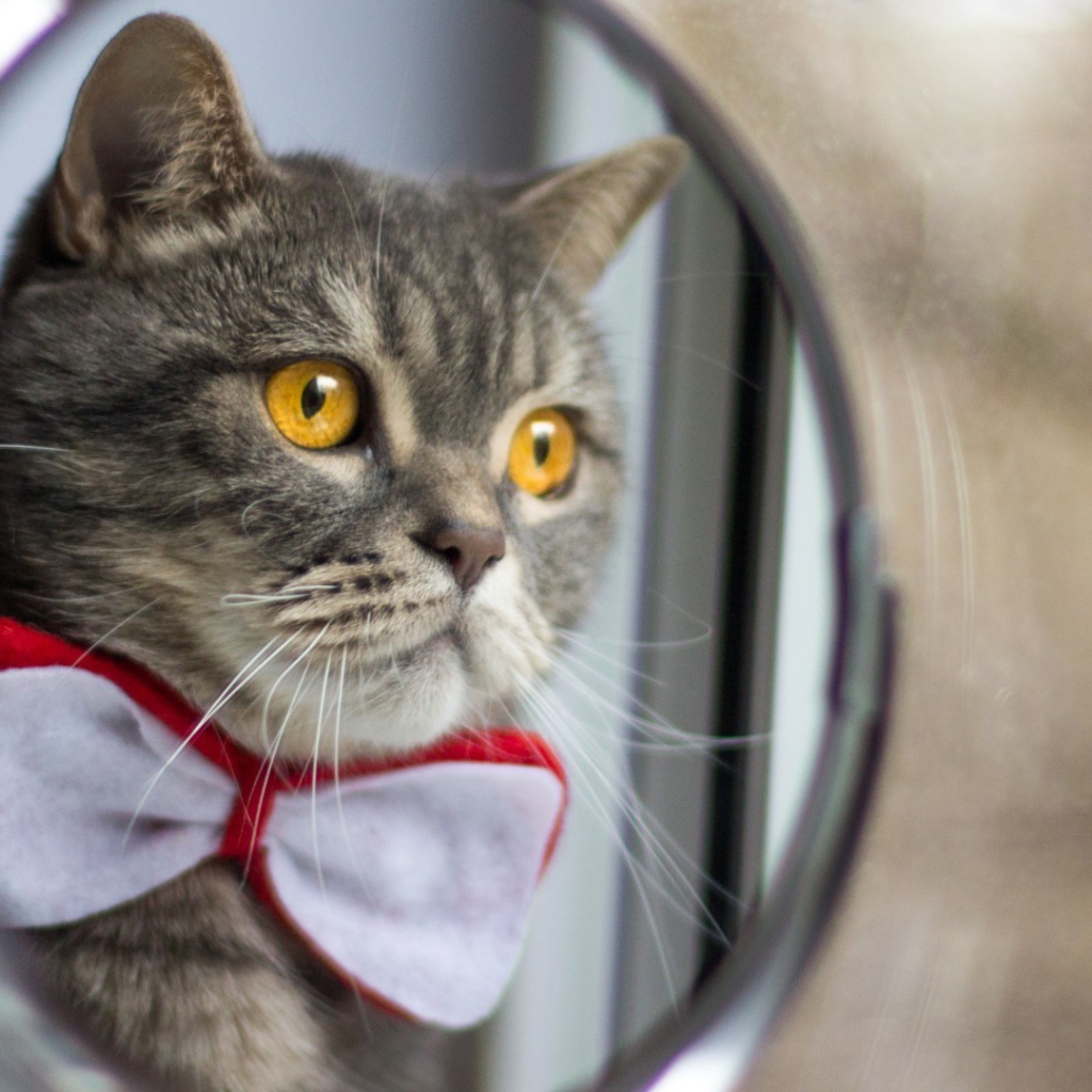 Модный кот смотрит в зеркало