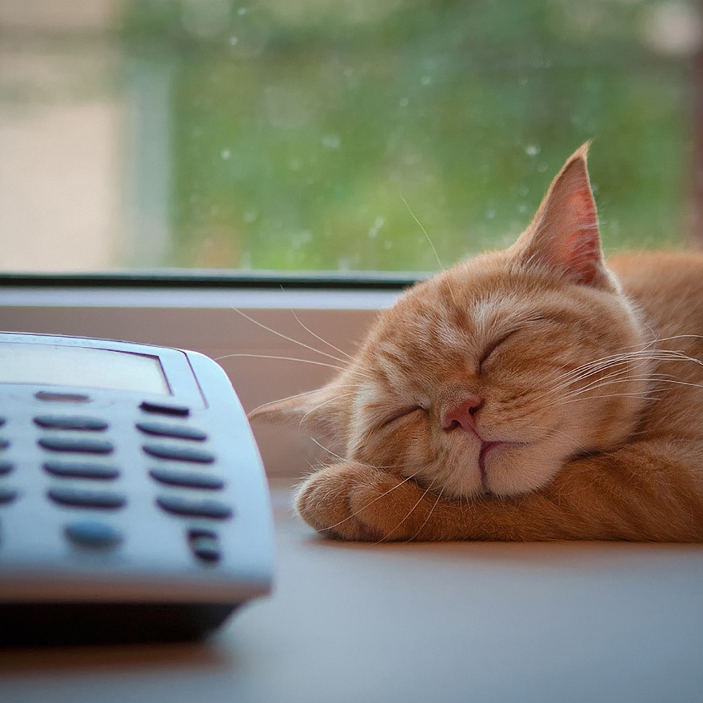 Рыжий кот спит рядом с телефоном