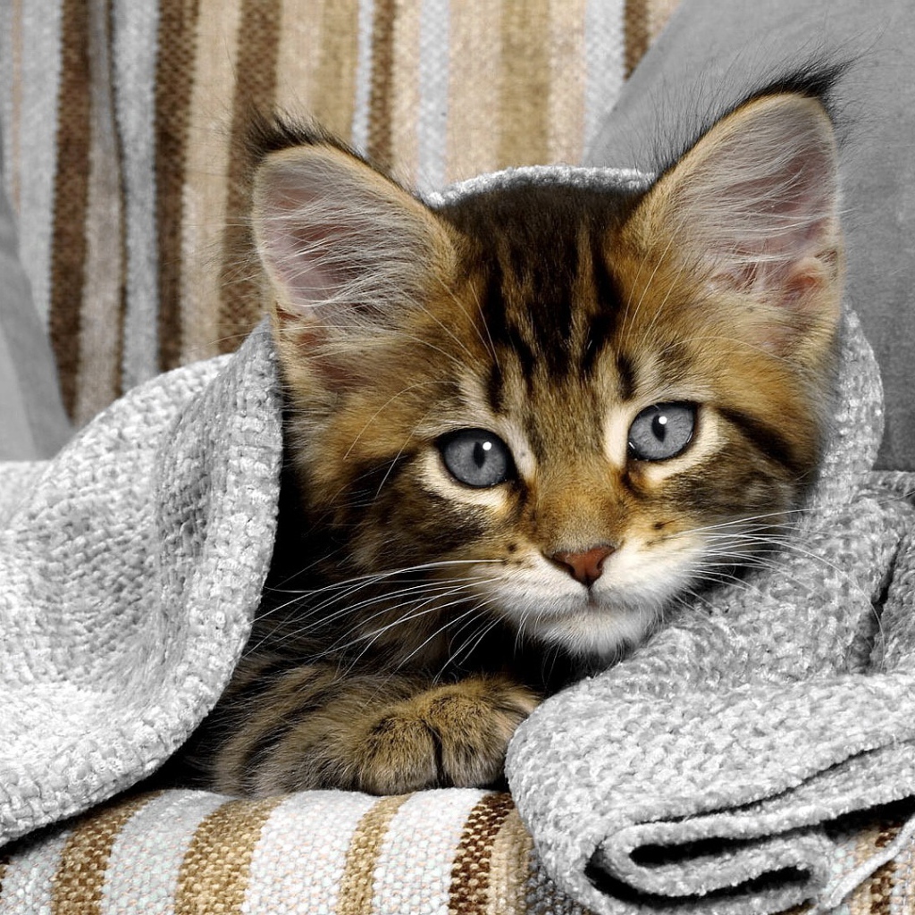 Сероглазый котенок под полотенцем