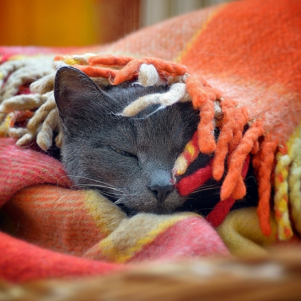 Серый кот спит под пледом