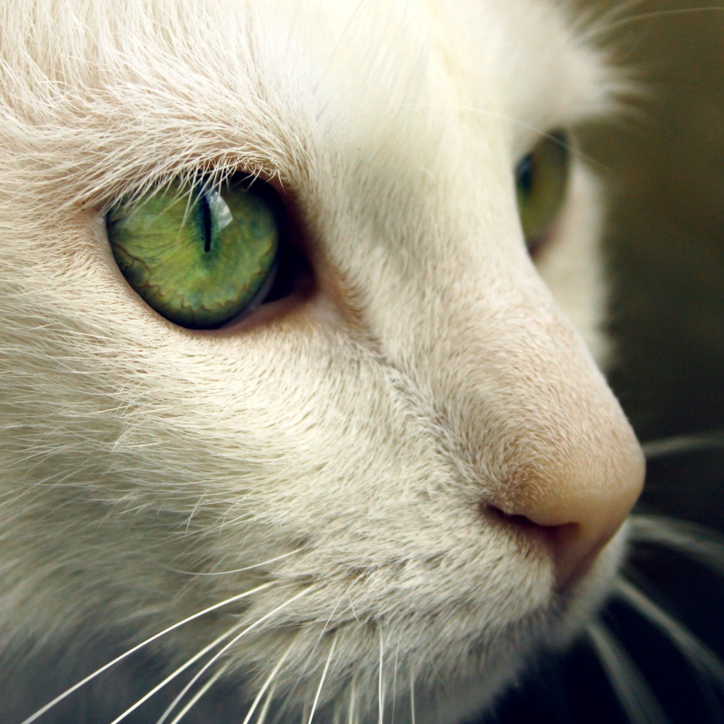 Зеленые глаза на белой морде кота