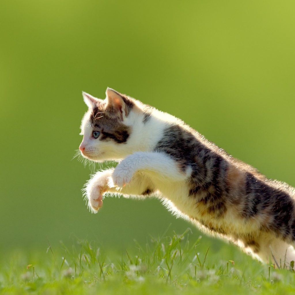 Котенок в прыжке на газоне