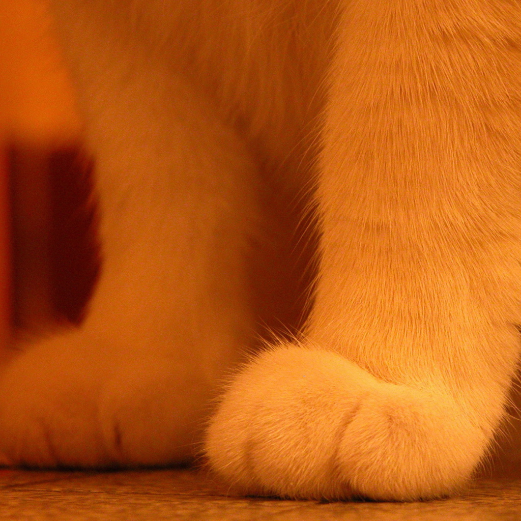 Ноги рыжего кота
