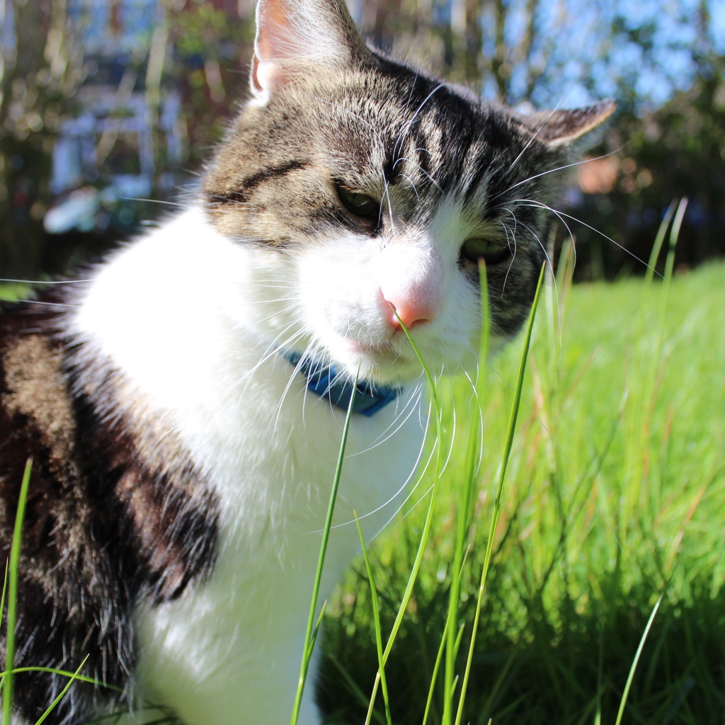 Грустный домашний кот на траве