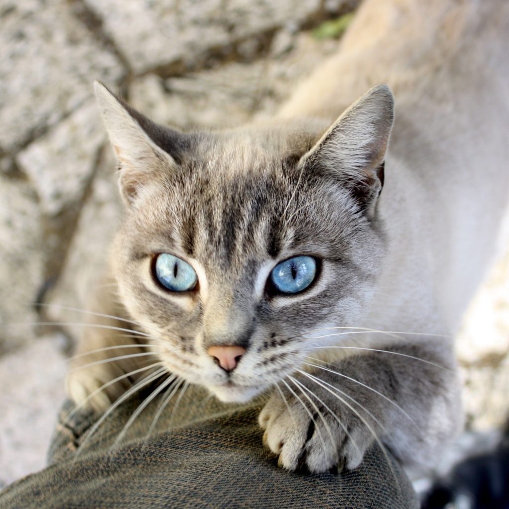 Голубоглазый кот тянется к хозяину