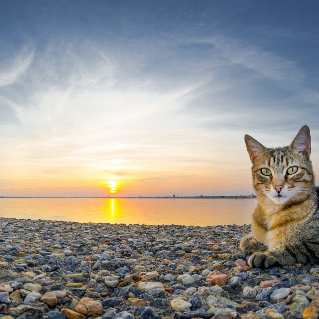 Кот лежит на гальке пляжа на закате