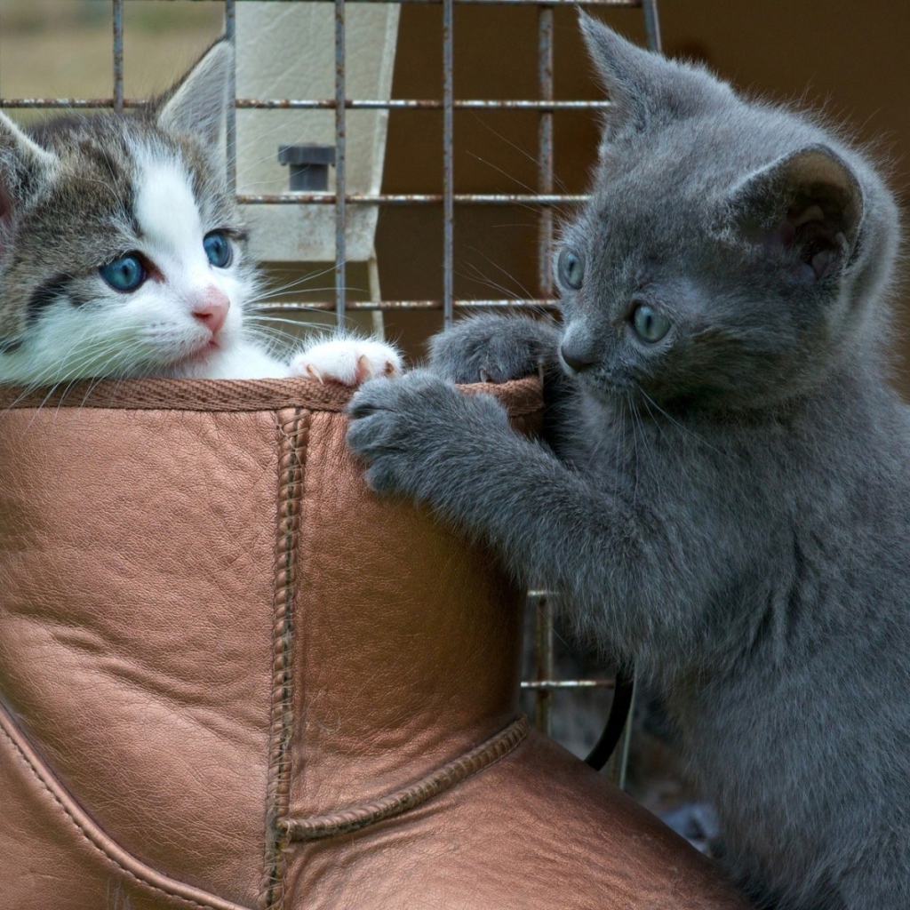 Two kitten playing in the boot