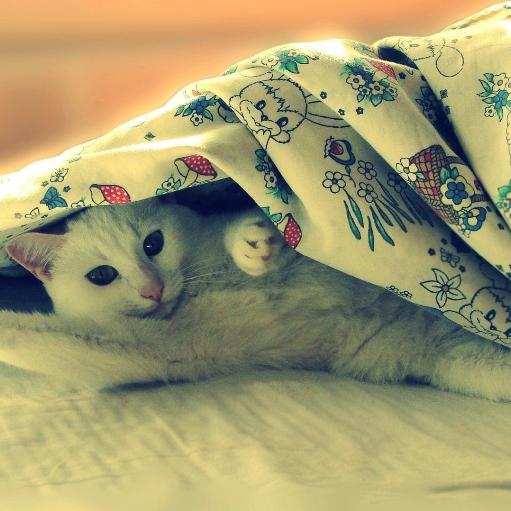 Белая кошка потягивается под одеялом