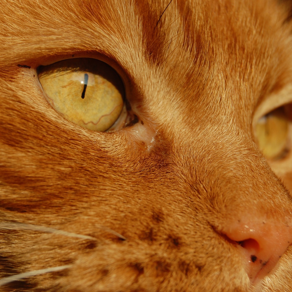 Желтые глаза рыжего кота