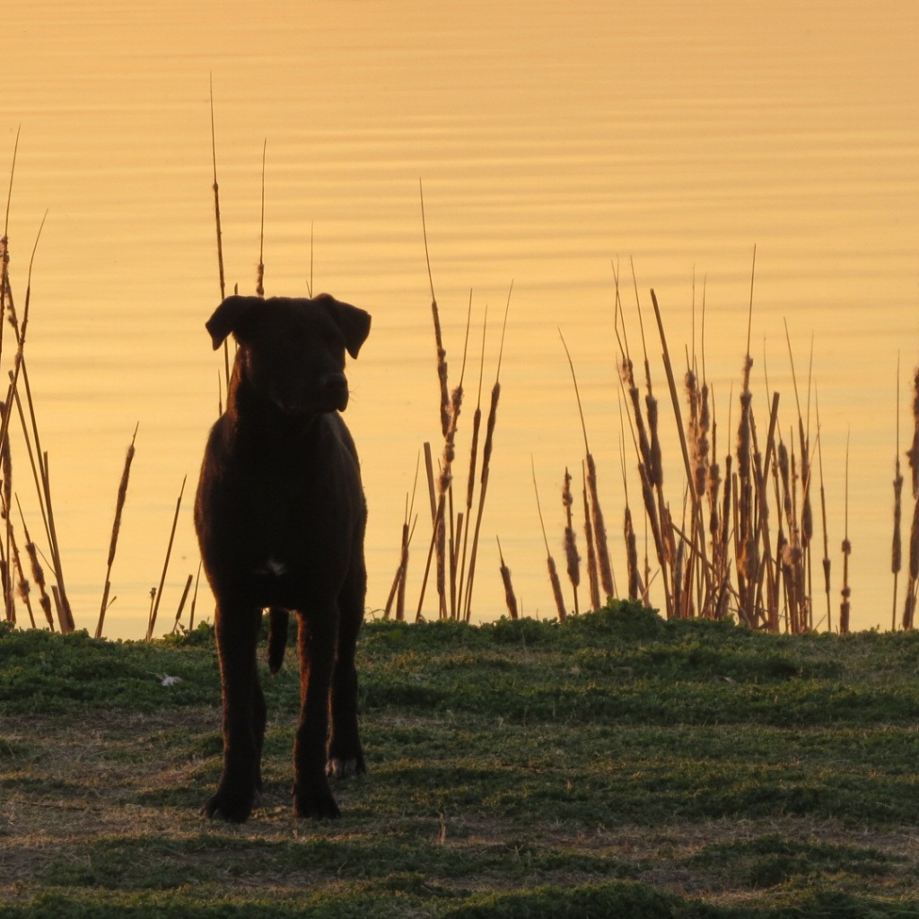 Черный пес на берегу озера