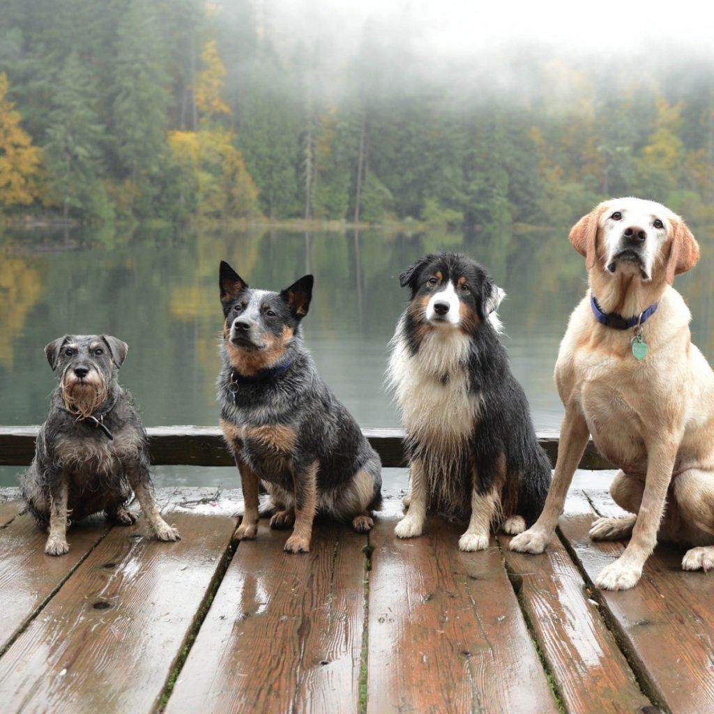 Собаки сидят на деревянном помосте у водоема