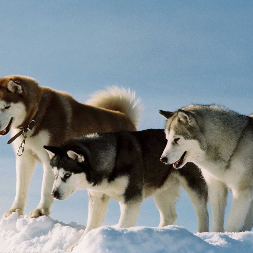 Собаки породы хаски и аляскинский маламут