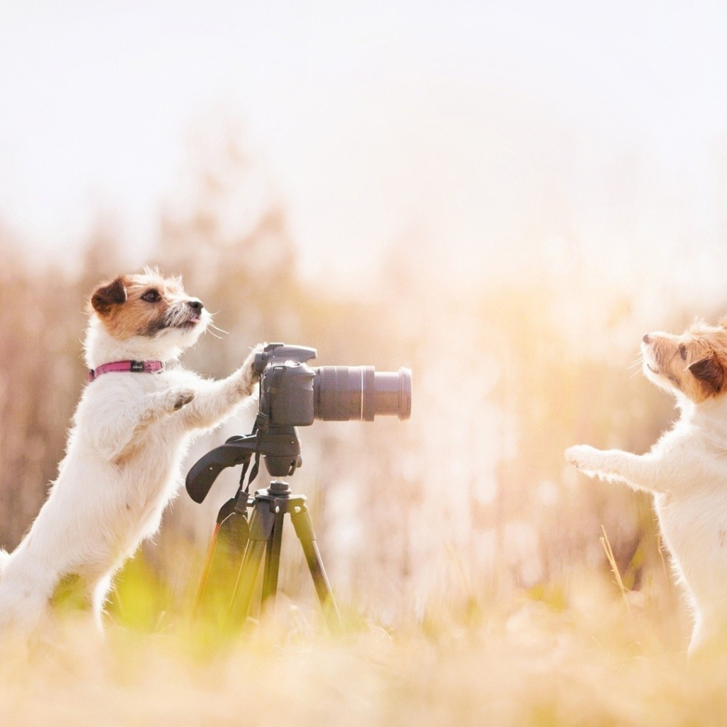 Две собаки фотографы