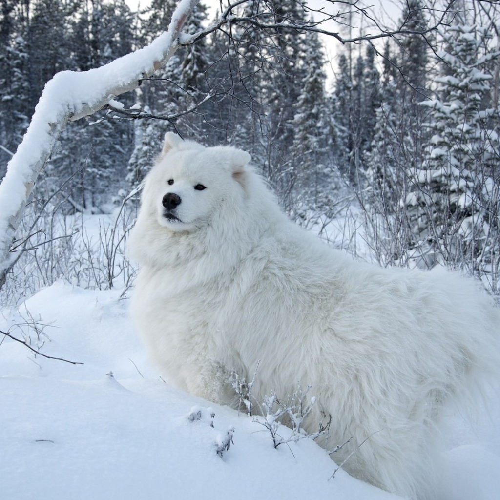 Белая собака на белом снегу