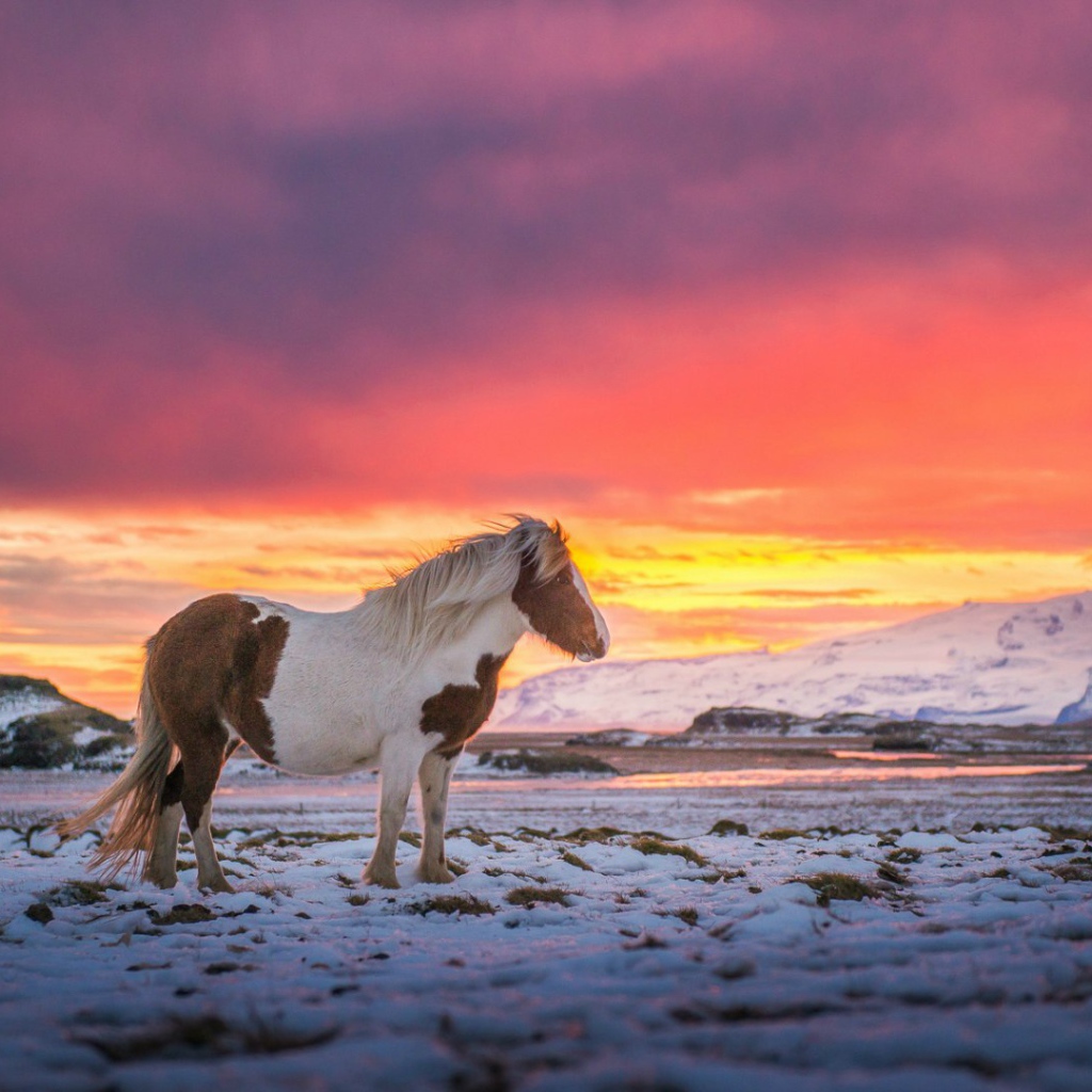Лошадь в Исландии