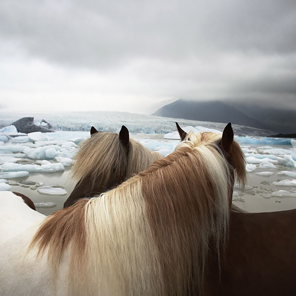 Две лошади на фоне льдов