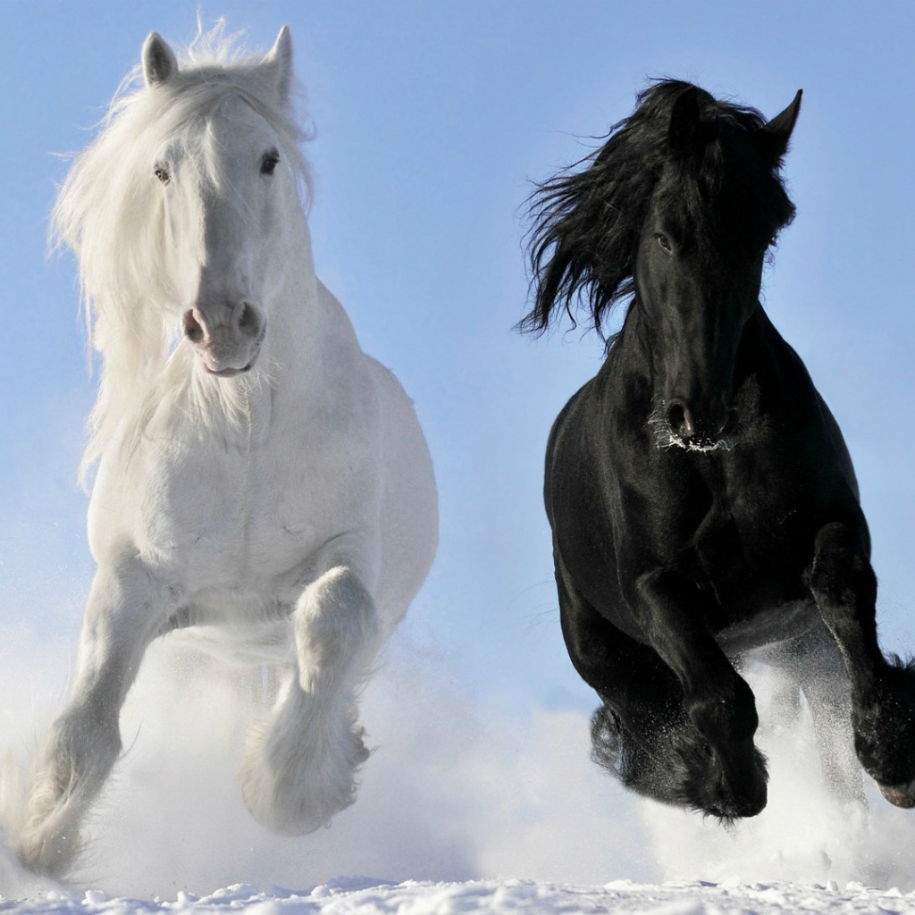 Белый и черный конь на снегу
