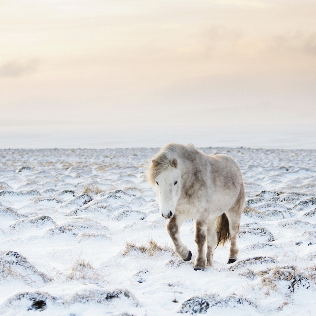 Белый пони на заснеженном поле
