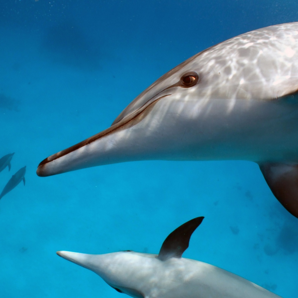 Пара белых дельфинов под водой
