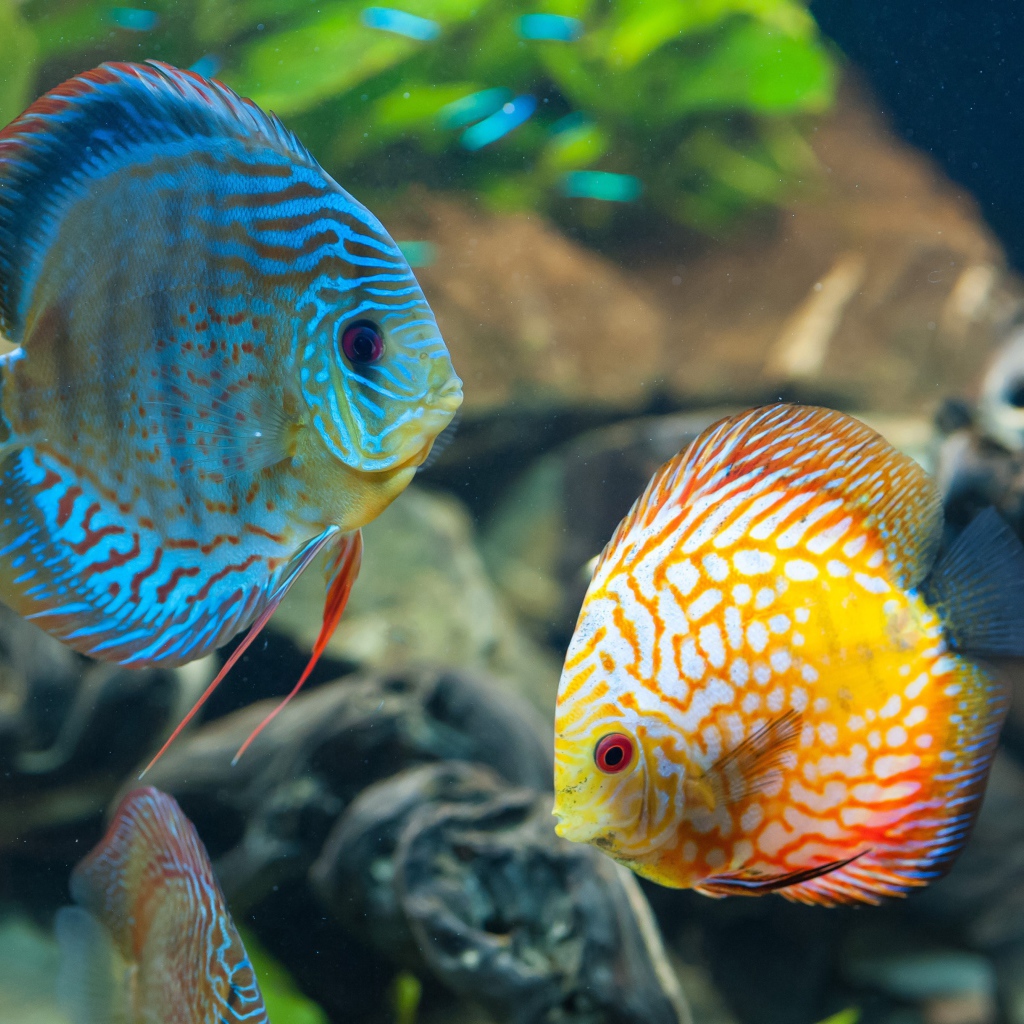 Голубая и оранжевая рыба с белыми пятнами в аквариуме