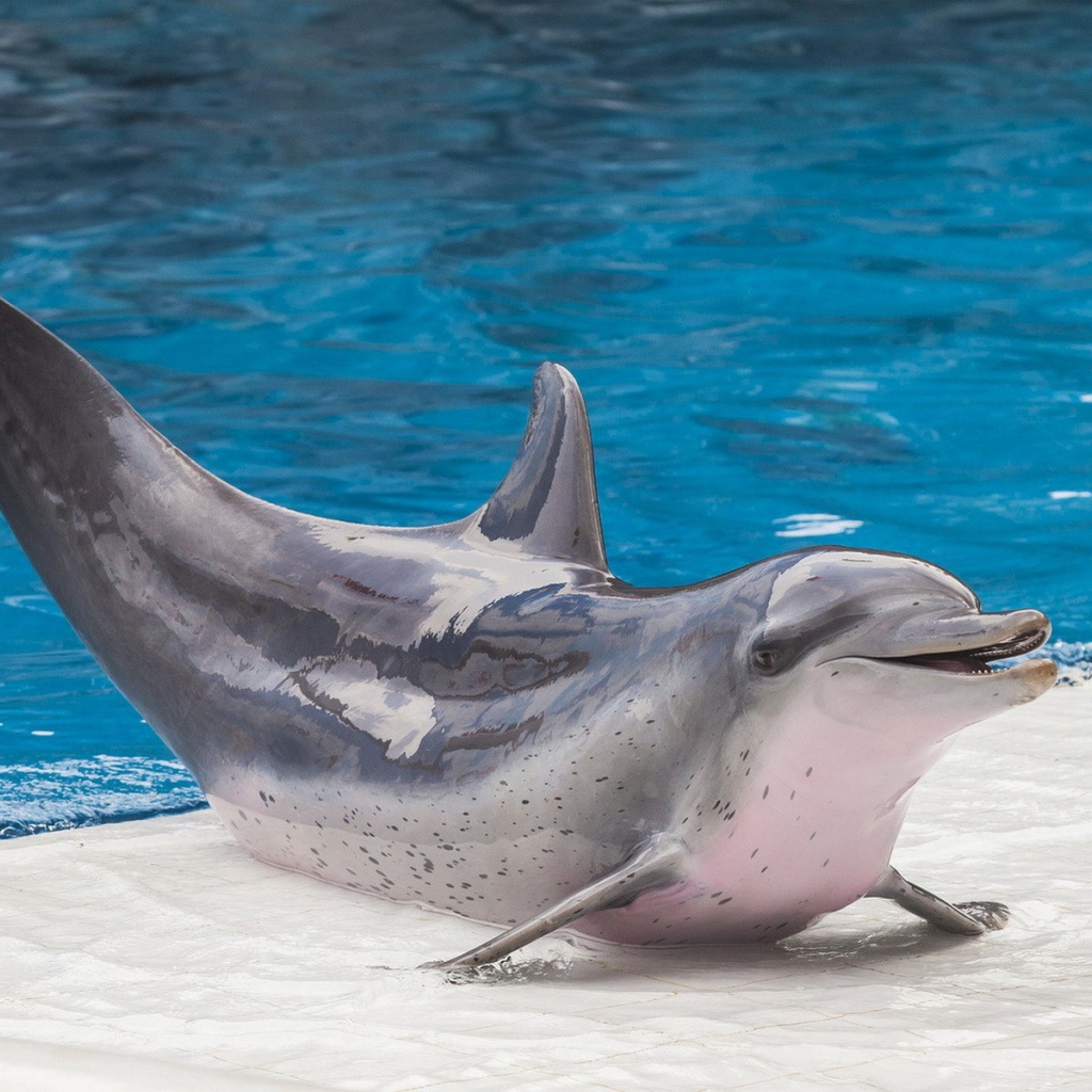 Дельфин на краю бассейна в дельфинарии