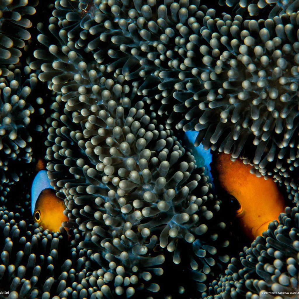 Рыбы прячутся в коралах