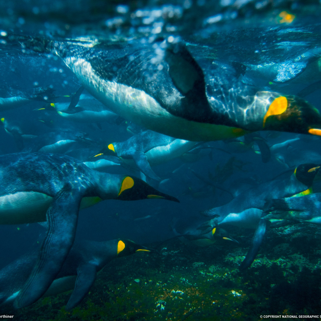 Пингвины ныряют в воду