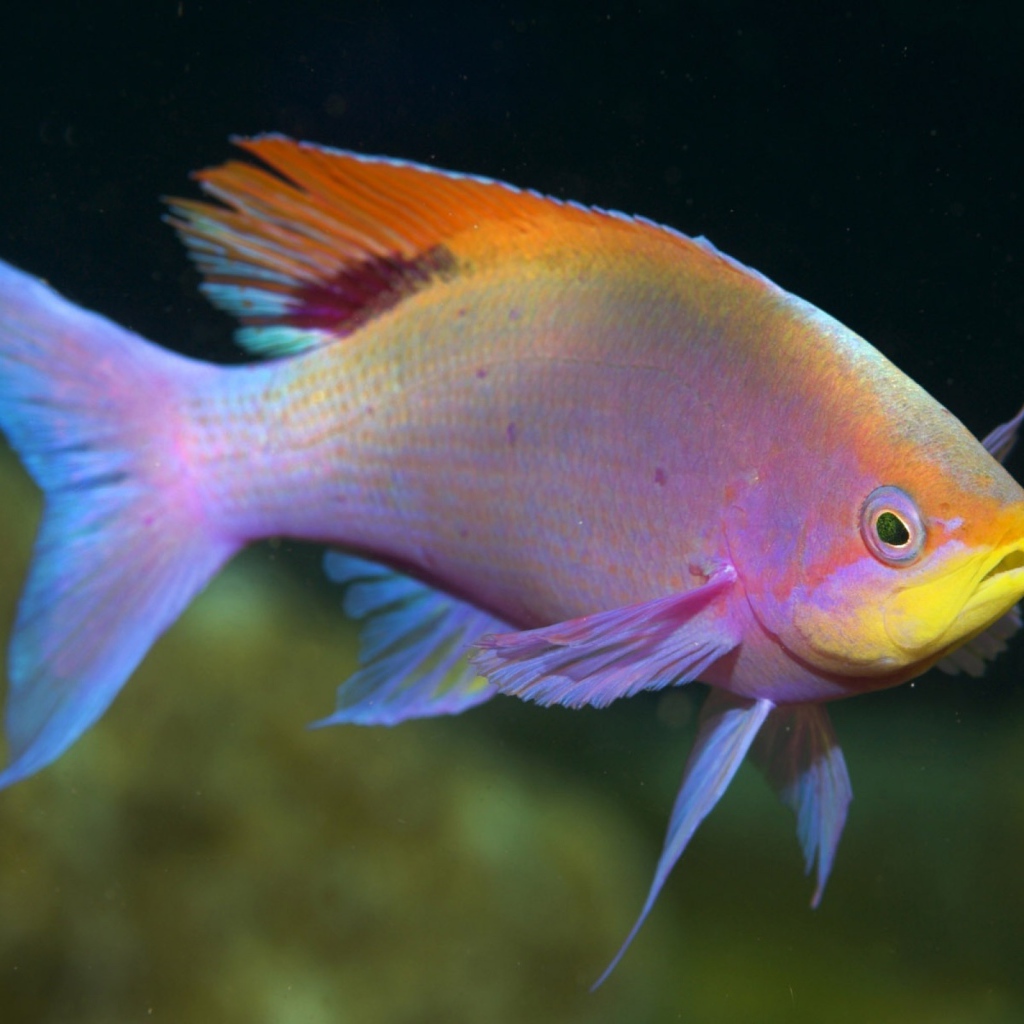 Радужная рыбка в аквариуме