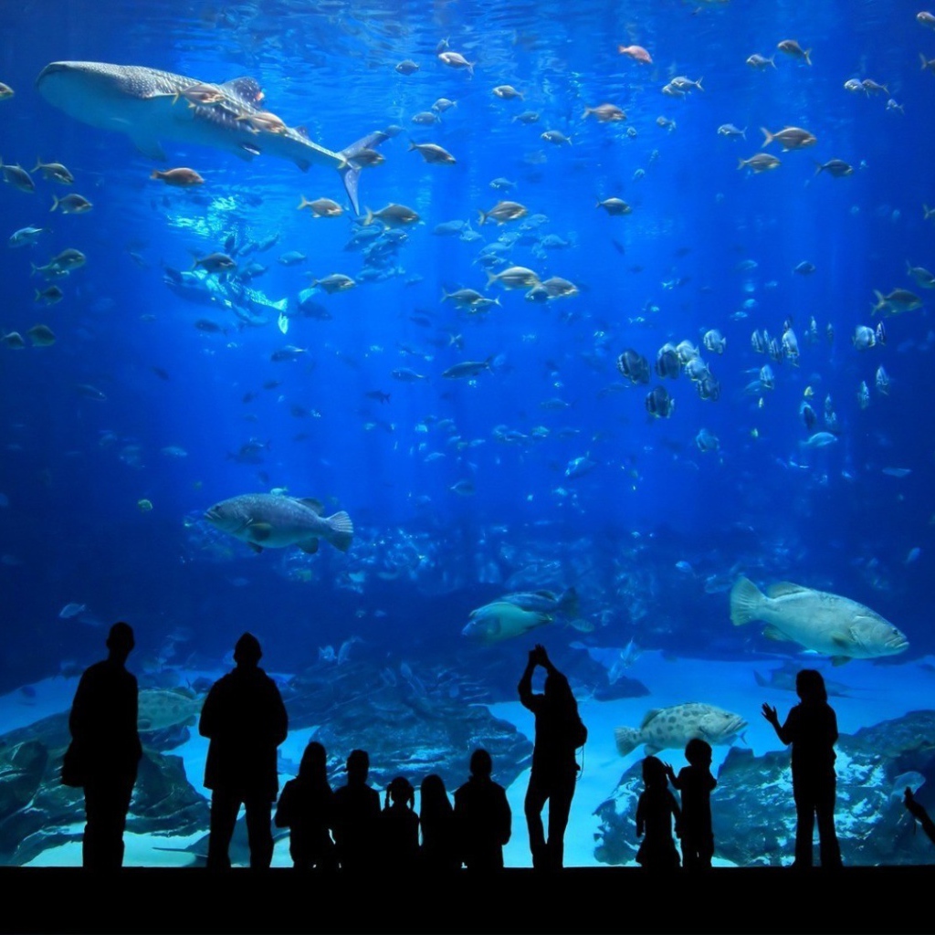 Посетители в океанариуме