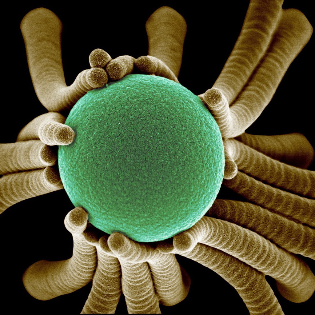 Жизнь маленьких бактерий