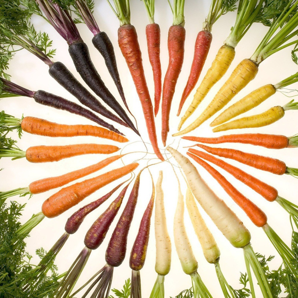 Набор моркови разного цвета